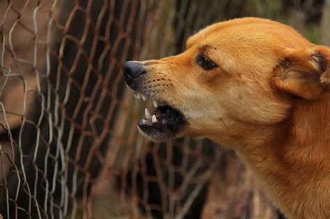Fear Aggression In Dogs Info Guide And Tips To Prevent It Pet Keen