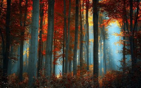 Nature Landscapes Trees Forests Sunlight Light Autumn Fall Seasons