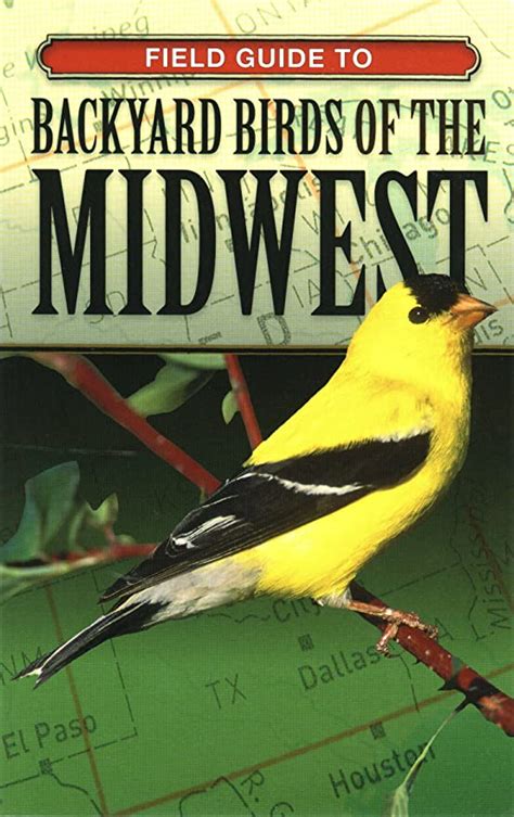 Field Guide To Backyard Birds Of The Midwest Home And Kitchen