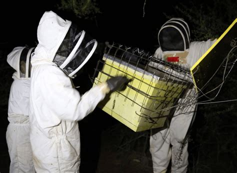 Beehive Fences To Deter Elephants And Honey Badgers Wildlife