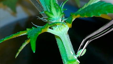 Hermaphrodite Cannabis Plants Early Signs Of Hermie Plant Herbies