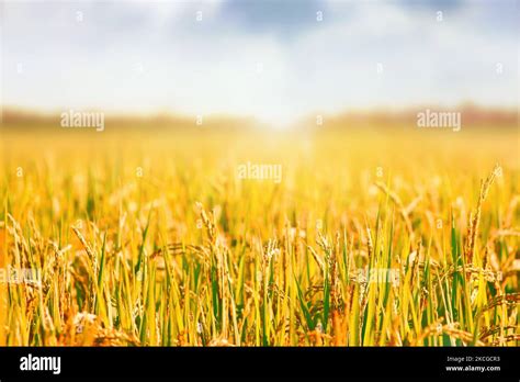 Paddy Field Landscape With Ripening Crops In Autumn Sunlight And Yellow