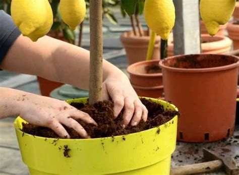 Fertilize Lemon Tree How To Fertilize Properly