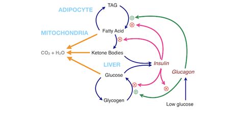 Major stimulation of glucagon secretion: Use Of Glucagon And Ketogenic Hypoglycemia : The Limited Role Of Glucagon For Ketogenesis During ...