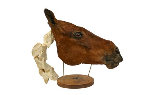Lot 7 Taxidermy A Unique Comparative Anatomy Horse