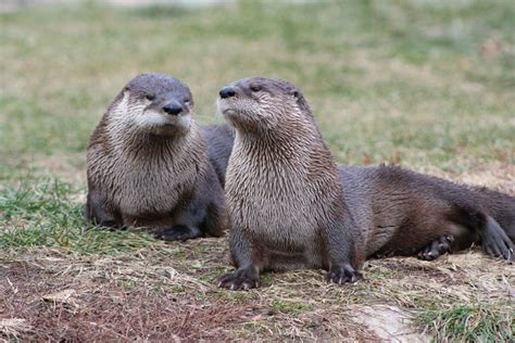 North American River Otter Profile Traits Facts Habitat Size