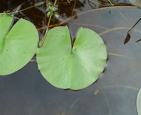 Nymphaea Tuberosa Tuberous Water Lily Go Botany
