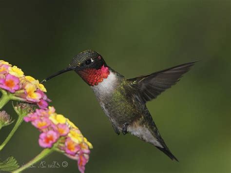 Ruby Throated Hummingbird Photos Flowers