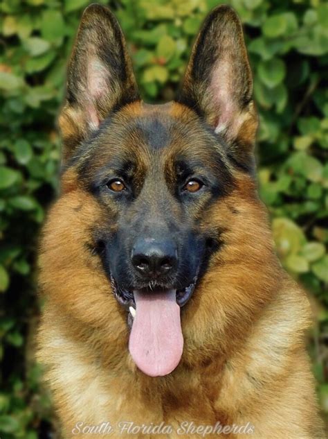 German shepherd breeder in florida has wide range of german shepherd puppies for sale from where you can choose your favorite one. Pin by South Florida Shepherds on South Florida Shepherds ...