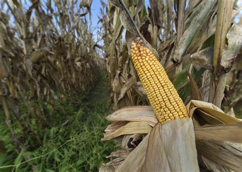 Corn Harvest Underway Not Hurt By Tropical Storm Gordon Mississippi