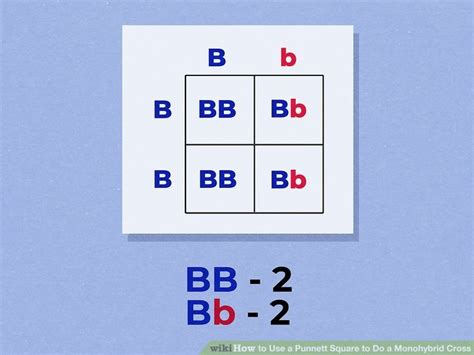 How To Use A Punnett Square To Do A Monohybrid Cross Steps