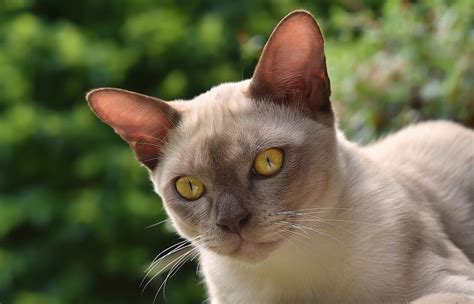Newer lines of burmese come in several other shades, including blue, champagne and platinum, and some associations even permit. Burmese Cat Breed Profile | Australian Cat Lover