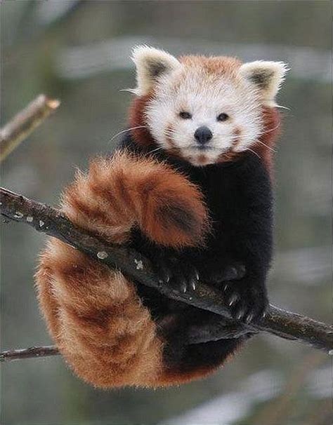 The Red Panda Also Known As Fire Fox I Was Obsessed With These