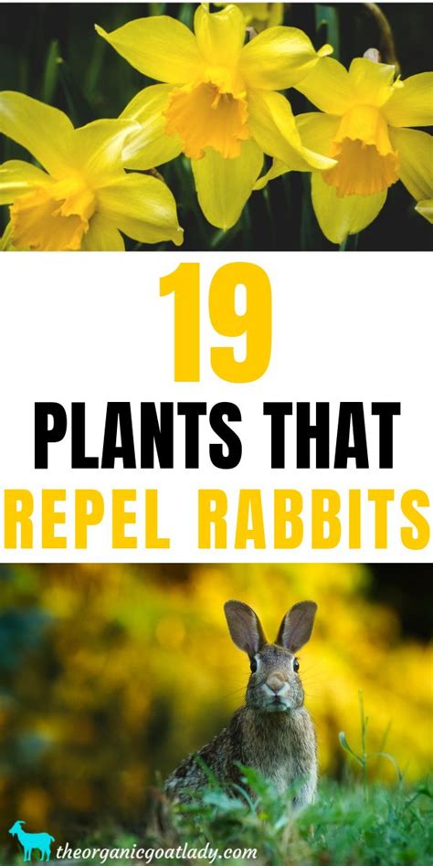 Most animals cannot stand the smell and would withdraw, at least for some. 19 Plants That Repel Rabbits The Organic Goat Lady | Deer ...