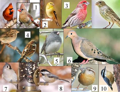 #FeedtheBirds 1: Common Michigan birds I can see at my seed feeder in ...