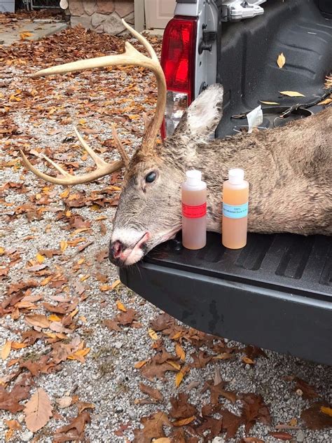100 Fresh Buck In Rut Urine Deer Luredeer Pee Sent Rifle Huntingarchery Ebay