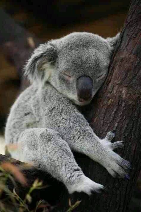 Amazing Wildlife Sleeping Koala Bear Photo Koalas