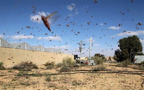 A Plague Of Locusts A Swarm Of The Insects Crosses Into Israel From Egypt