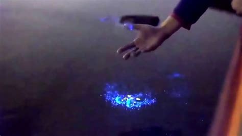 Bioluminescent Plankton In The Maldives Youtube