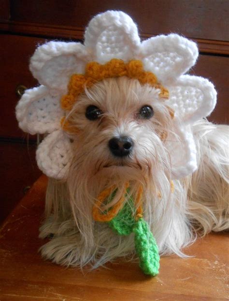 Crocheted Daisy Hat For Cat Or Dog Yellow Flower Hat For Pet Spring