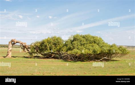 Greenough Leaning Tree Hi Res Stock Photography And Images Alamy