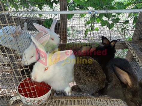 Flemish Giant Mix And Straight Breed Rabbits For Sale In Old Harbour St