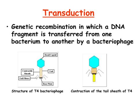 Ppt Genetic Transfer And Recombination In Bacteria Powerpoint Presentation Id497961
