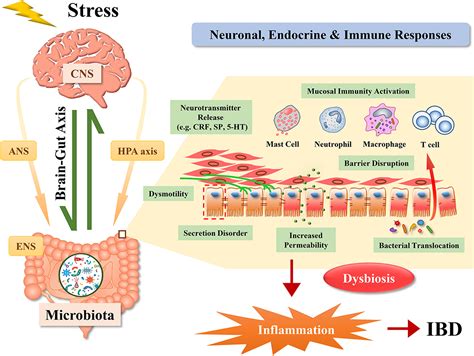 Frontiers Stress Triggers Flare Of Inflammatory Bowel