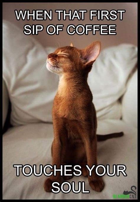 But First Coffee Cute Cats Funny Cats Funny Animals Cute Animals