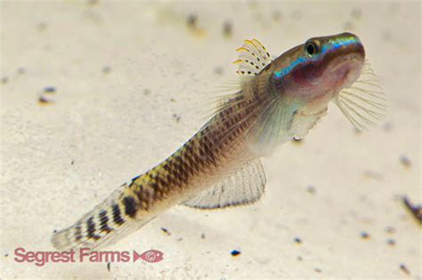 Goby Blue Neon Stiphodon The Fish Room