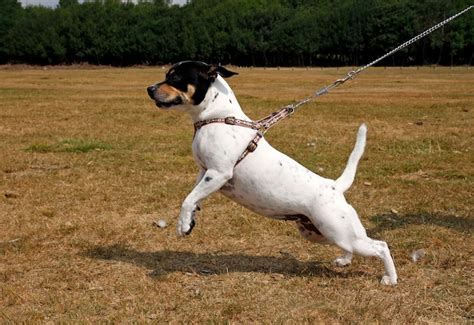 Dog Pulling On Leash Learn More Auburn Leathercrafters