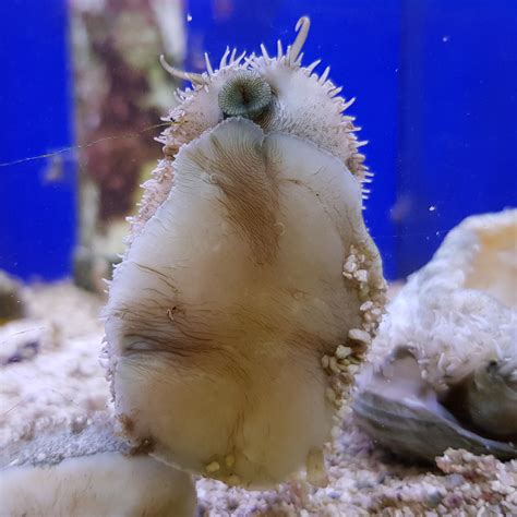 Abalone Haliotis Sp Marine Aquarium Herbivorous Snail Essex Marine