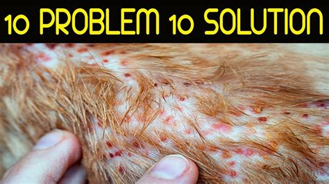 10 Most Common Skin Problems In Dogs And Solution Home