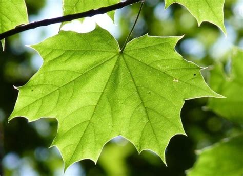 what is the difference between simple leaf and compound leaf pediaa