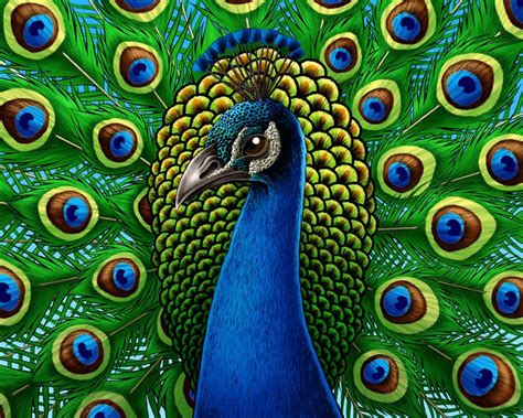 Pin Af Brandee Valentine På Peacock Paintings Dyr Påfugl Maling