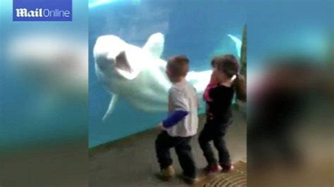 Juno The Playful Beluga Whale Entertains Children At Aquarium Beluga