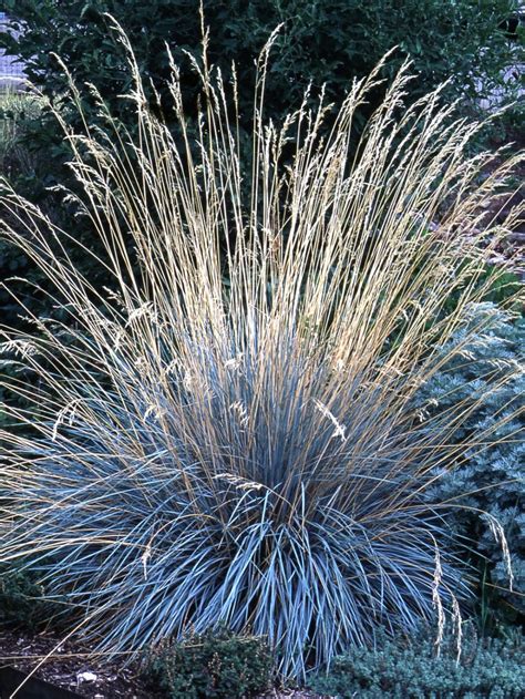 Helictotrichon Sempervirens Blue Oat Grass Feather Reed Grass Mexican Feather Grass
