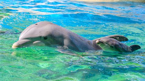 Adorable Baby Dolphin Born At Seaworld Orlando