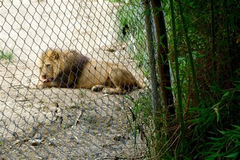Amaru Bioparque Zoo A Must See In Cuenca Ecuador Intentional Travelers