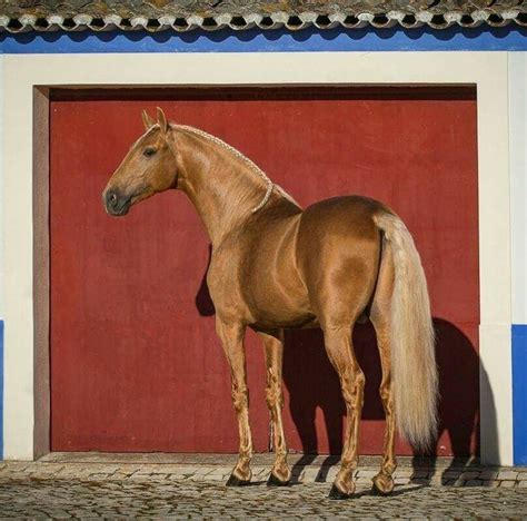 palomino stallion lusitano horse finder lusitano horse palomino horses