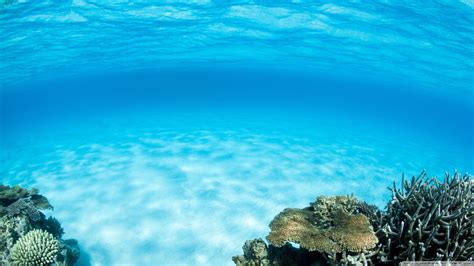 Underwater Hd Wallpapers 74 Background Pictures