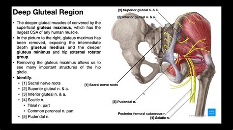 Hip External Rotators The Deep Gluteal Muscles Youtube