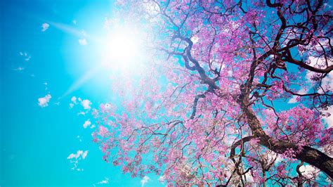 3840x2160 Cherry Blossom Tree 4k Hd 4k Wallpapers Images Backgrounds
