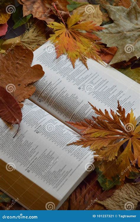 Bible Between Colorful Autumn Leaves Stock Image Image Of