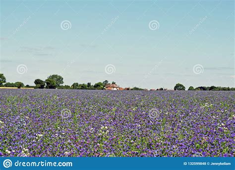 A Meadow Of Beautiful Purple Coloured Flowers Stock Photo Image Of