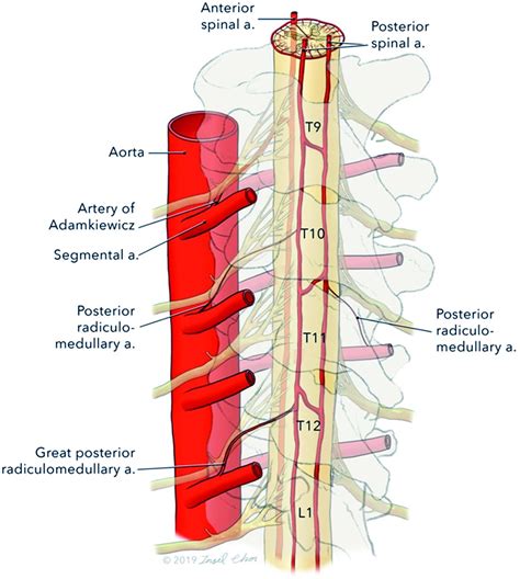Arteries Of The Spinal Cord Radiology Key Hot Sex Picture