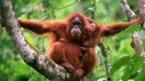 Mengenal Jenis Flora Dan Fauna Endemik Pulau Sumatera