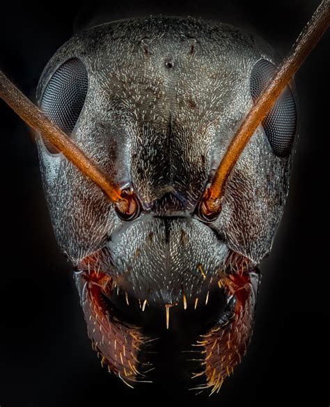 These Ultra Detailed Photos Of Ants Will Give You Nightmares Petapixel