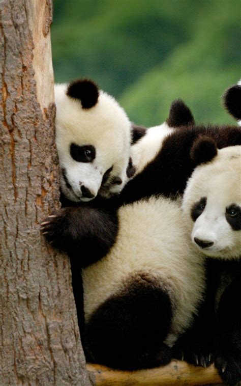 Free Download Panda Pandas Baer Bears Baby Cute 3 Wallpaper 2880x1800