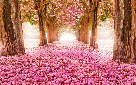 Spring Blossoms Pink Hd Desktop Wallpapers 4k Hd